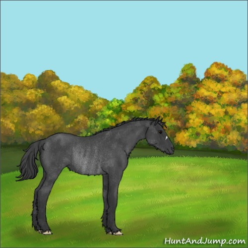 Horse Color:Blue Roan Rabicano 