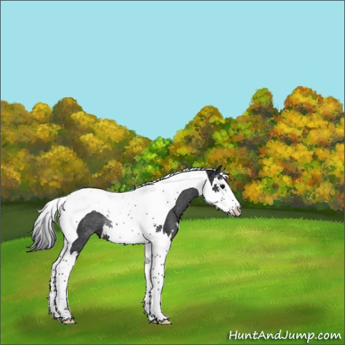 Horse Color:Black Splash Tobiano Rabicano 