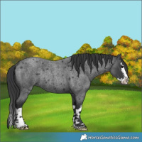 Horse Color:Blue Roan Splash Rabicano 