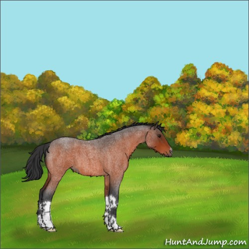 Horse Color:Brown Roan 