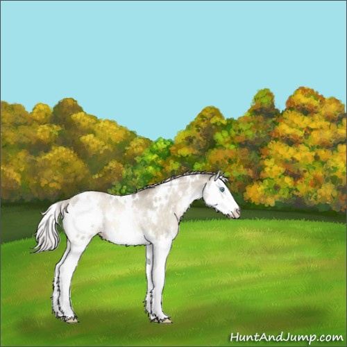 Horse Color:White Spotted Chocolate Palomino Pearl Dun Splash Rabicano 