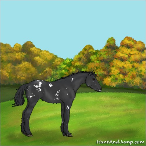 Horse Color:White Spotted Black Rabicano 