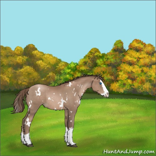 Horse Color:White Spotted Black Pearl Splash Rabicano 