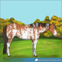 Horse Color:Bay Sabino 