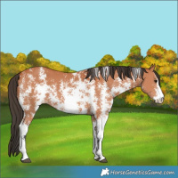 Horse Color:Bay Sabino 
