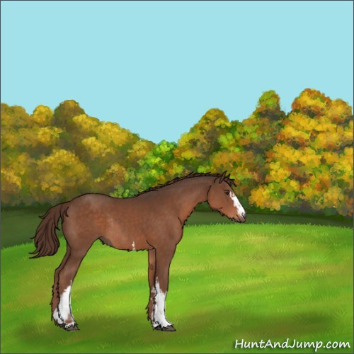 Horse Color:White Spotted Liver Chestnut Rabicano 