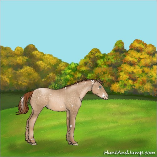 Horse Color:White Spotted Buckskin Pearl Rabicano 