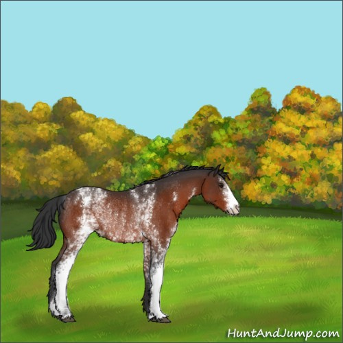 Horse Color:White Spotted Brown Rabicano 