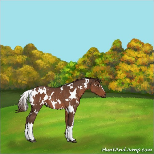 Horse Color:White Spotted Liver Chestnut Rabicano 