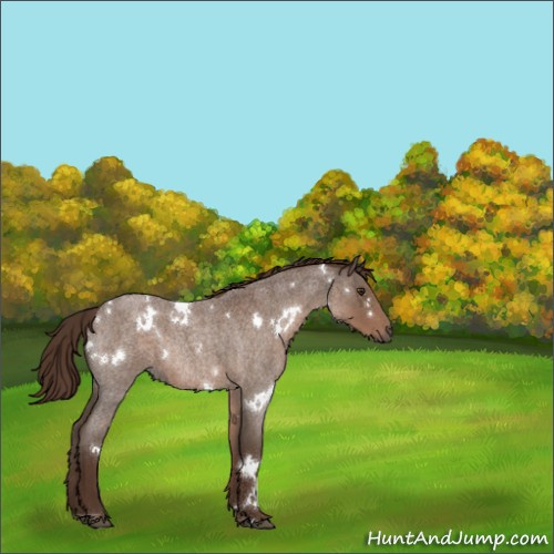Horse Color:White Spotted Liver Red Roan Rabicano 