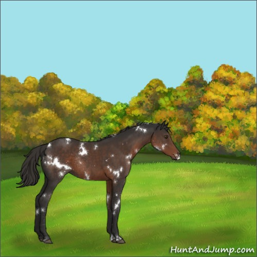 Horse Color:White Spotted Liver Chestnut Rabicano 