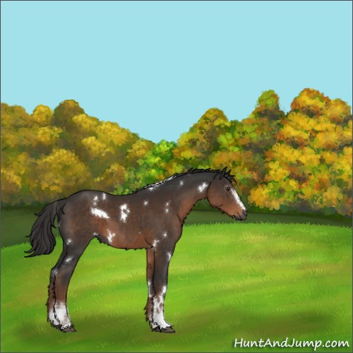 Horse Color:Gray White Spotted Liver Chestnut Rabicano 