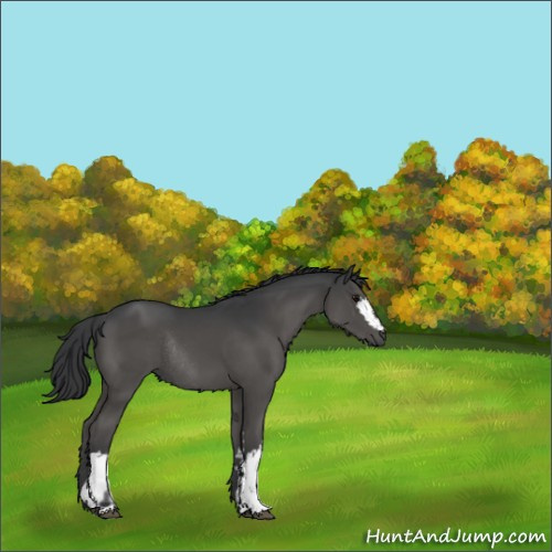 Horse Color:White Spotted Black Rabicano 