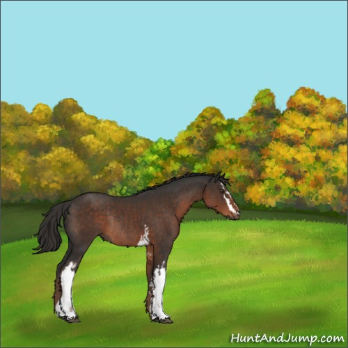 Horse Color:White Spotted Liver Chestnut Rabicano 