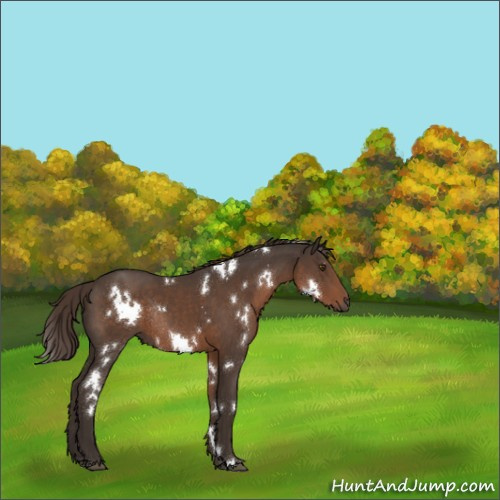 Horse Color:White Spotted Liver Chestnut Rabicano 