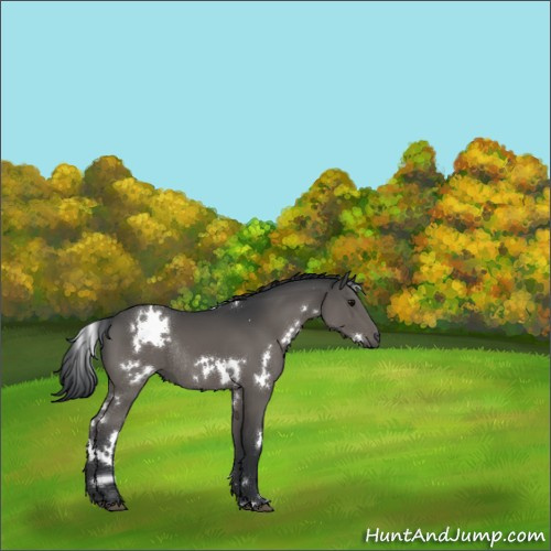 Horse Color:White Spotted Black Rabicano 