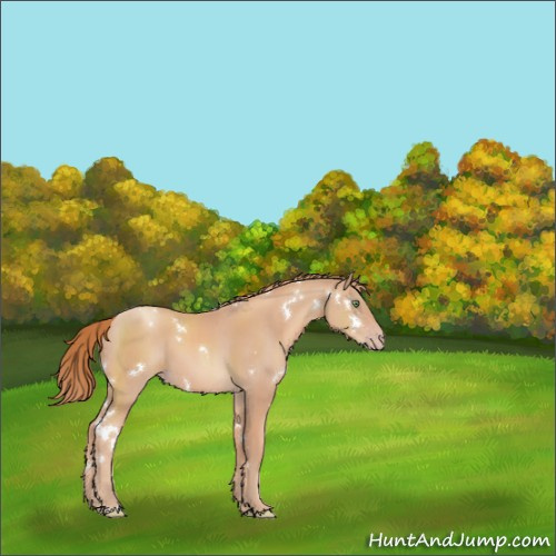 Horse Color:White Spotted Gold Champagne Rabicano 
