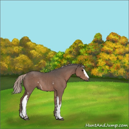 Horse Color:White Spotted Silver Black Rabicano 