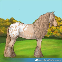 Horse Color:Red Roan Appaloosa 