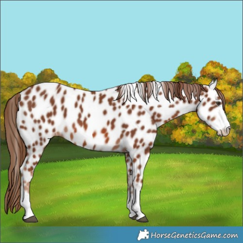 Horse Color:Chestnut Appaloosa 