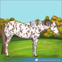 Horse Color:Chestnut Appaloosa 