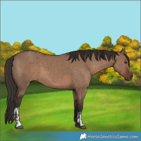 Horse Color:Liver Red Dun  and Liver Red Dun 