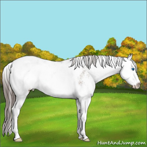 Horse Color:Brown Dun Sabino Splash Appaloosa Rabicano 