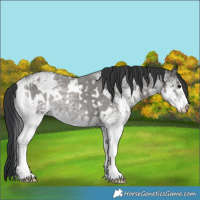 Horse Color:White Spotted Blue Roan Rabicano and White Spotted Grullo Roan Rabicano