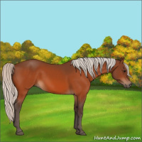 Horse Color:Silver Bay 