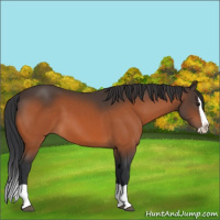 Horse Color:Bay Splash
