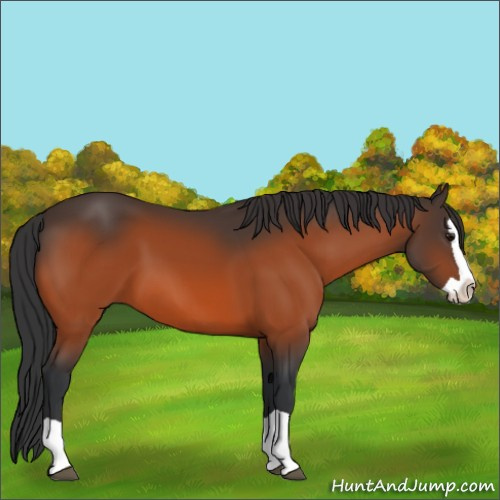 Horse Color:Bay Splash