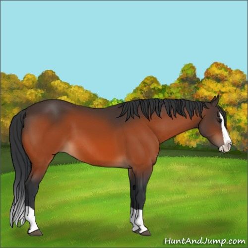 Horse Color:Bay Splash