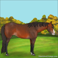 Horse Color:Bay Splash 