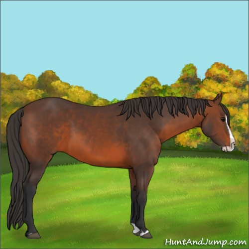 Horse Color:Brown Splash