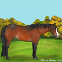 Horse Color:Brown Splash 