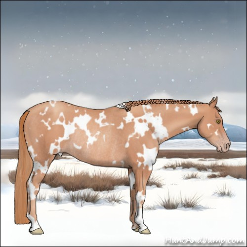 Horse Color:White Spotted Gold Champagne Rabicano 