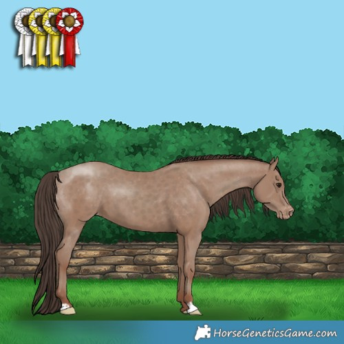 Horse Color:Classic Champagne Appaloosa 