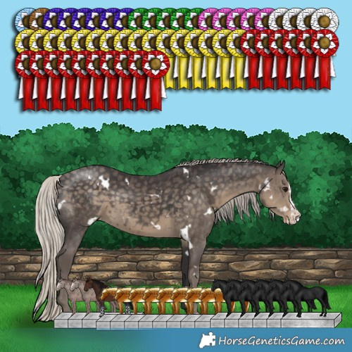 Horse Color:White Spotted Silver Smoky Black Splash Appaloosa