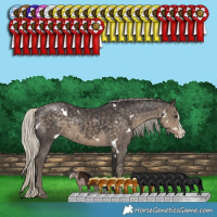 Horse Color:White Spotted Silver Smoky Black Splash Appaloosa 