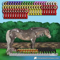 Horse Color:White Spotted Silver Smoky Black Splash Appaloosa 