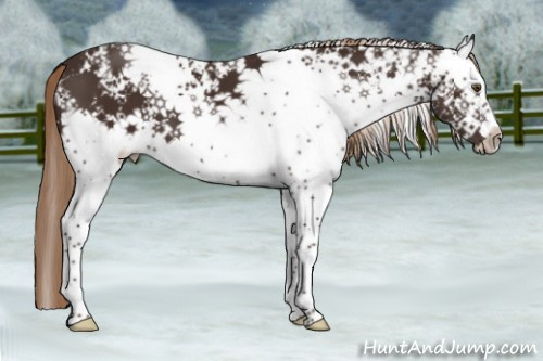 Horse Color:White Spotted Liver Chestnut 