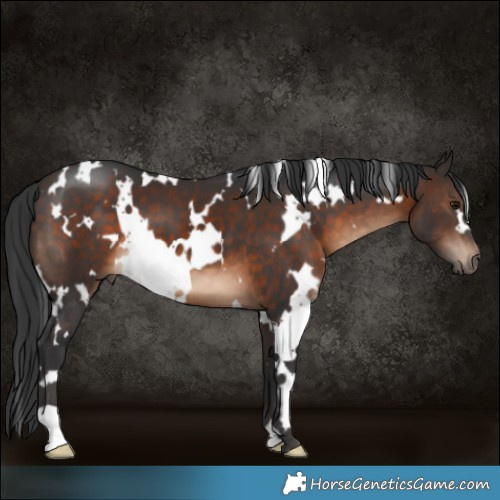 Horse Color:White Spotted Brown 