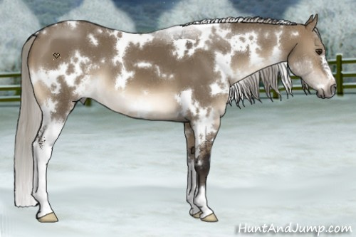 Horse Color:Gray White Spotted Silver Brown Dun Sabino 