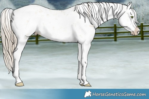 Horse Color:Chocolate Palomino Dun Mushroom Sabino Splash 