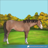 Horse Color:Sable Champagne Splash 