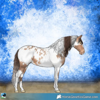 Horse Color:Amber Champagne Sabino Tobiano Appaloosa and Amber Champagne Sabino Tobiano Frame Appaloosa