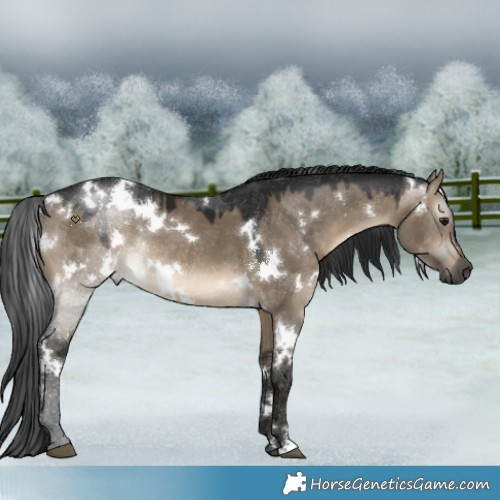 Horse Color:Gray White Spotted Brown Dun Mushroom Rabicano 