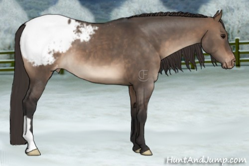 Horse Color:Brown Dun Appaloosa 