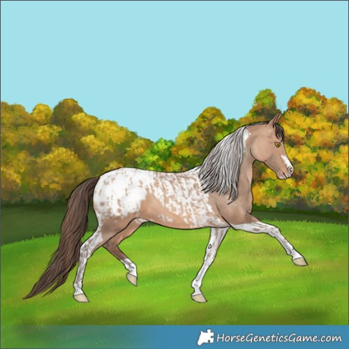 Horse Color:Amber Champagne Sabino Tobiano Appaloosa and Amber Champagne Sabino Tobiano Appaloosa