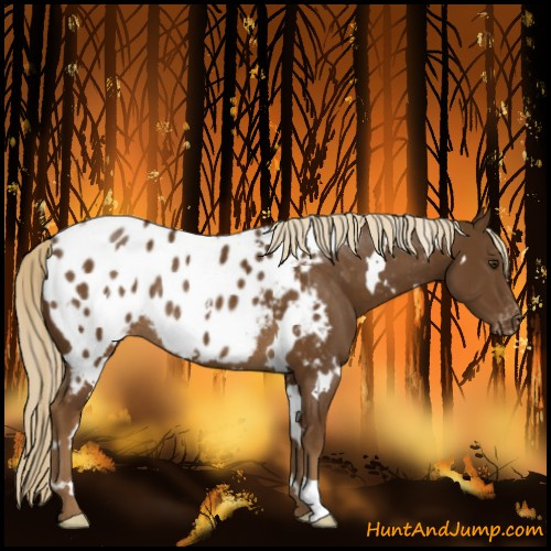 Horse Color:White Spotted Chocolate Palomino Appaloosa Rabicano